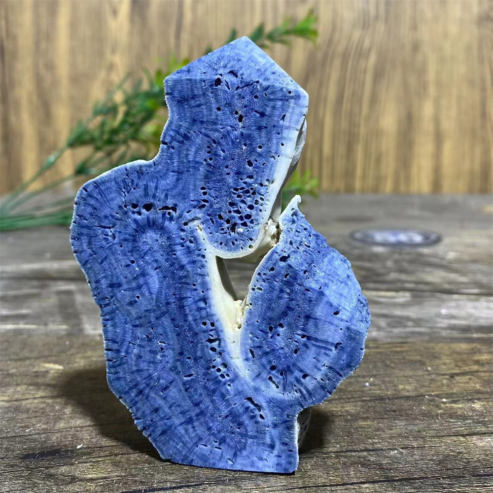 عينة حجرية طبيعية من المرجان ا - مراجعة Marine Coral وسعره