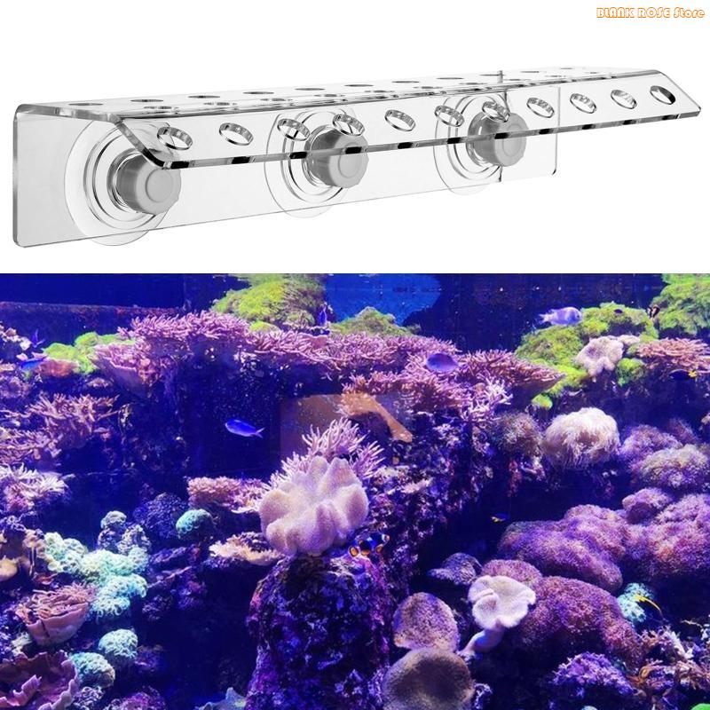 K1AE حامل شظايا مرجاني أكريليك - مراجعة Reef Aquarium وسعره